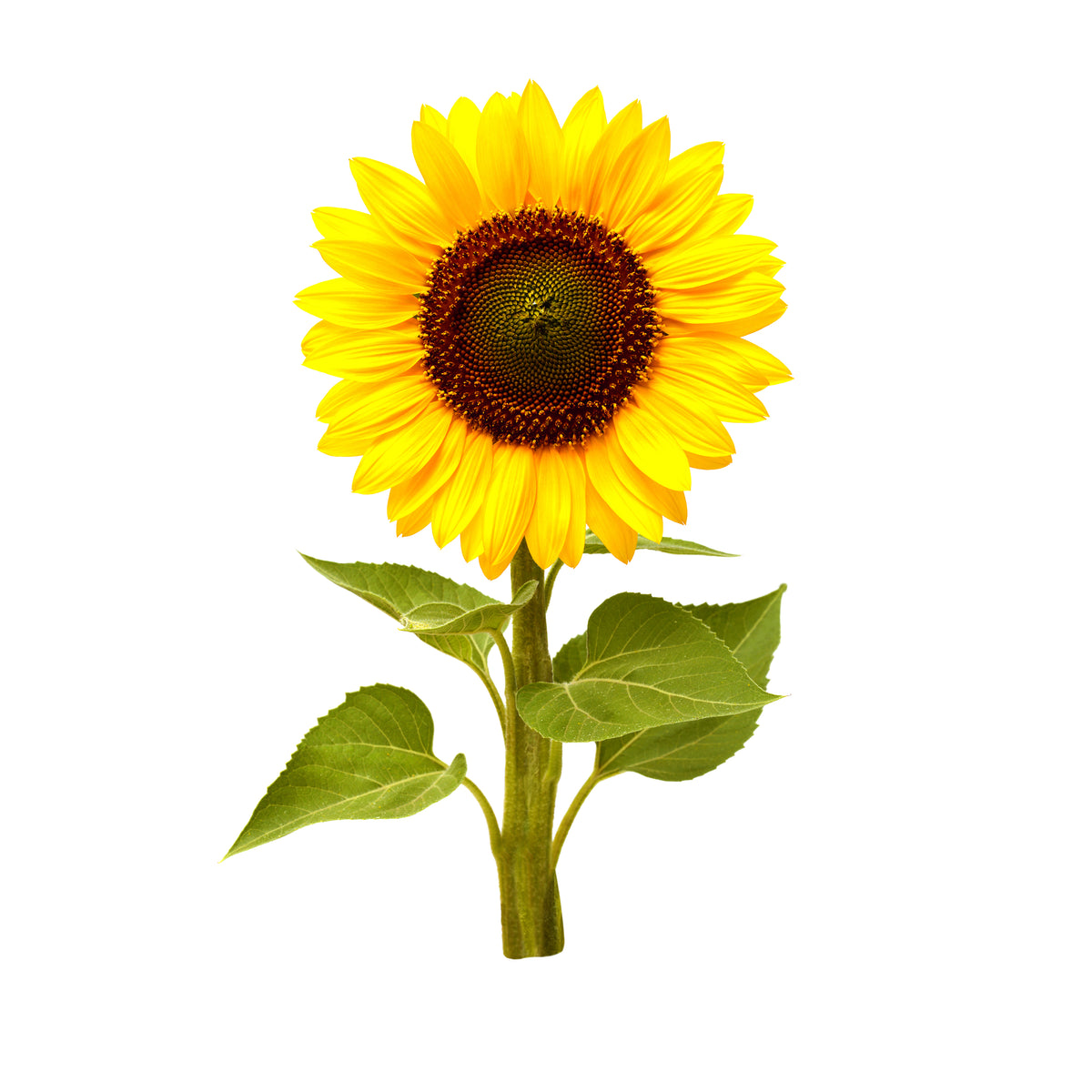 Mini Sunflower Plant Pods / Mini Sunflower Plant Pods