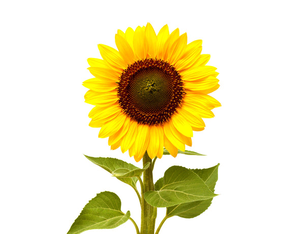 Mini Sunflower Plant Pods