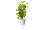 Peppermint Plant Pods 9-pack