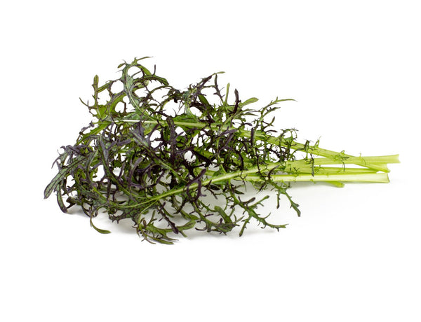 Red Frill Mustard Plant Pods 9-pack
