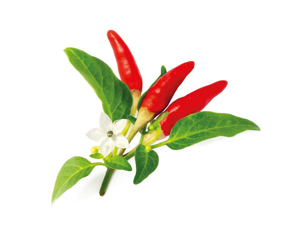 Red Hot Chili Pepper Plant Pods 9-pack