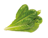 Romaine lettuce -grow lettuce at home - Click & Grow - indoor herb garden kit