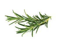 Rosemary Plant Pods 9-pack / Rosemary Plant Pods 9-pack