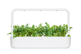 Arugula Plant Pods 9-pack