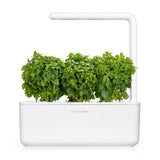 Dwarf Basil Plant Pods 3-pack