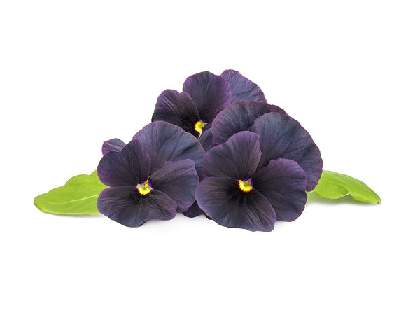 Black Pansy Plant Pods