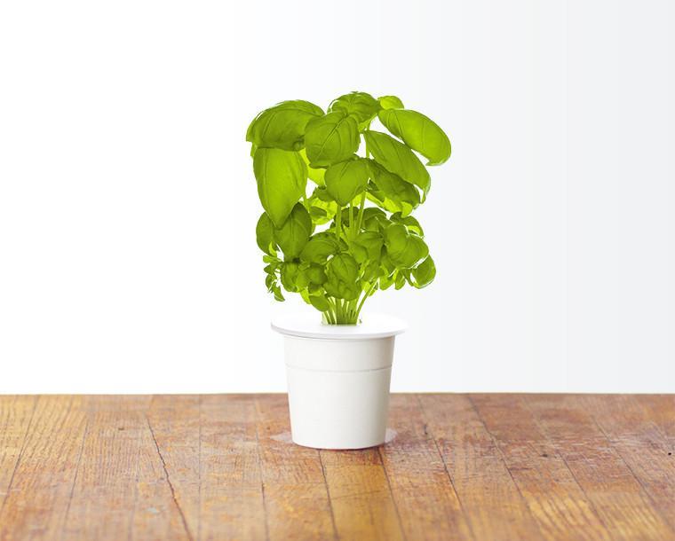 Italian Pesto Mix (9-pack) / Italian Pesto Mix (9-pack)