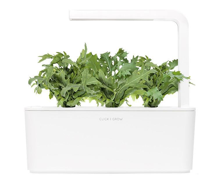 Leaf Mustard Refill / Leaf Mustard Refill
