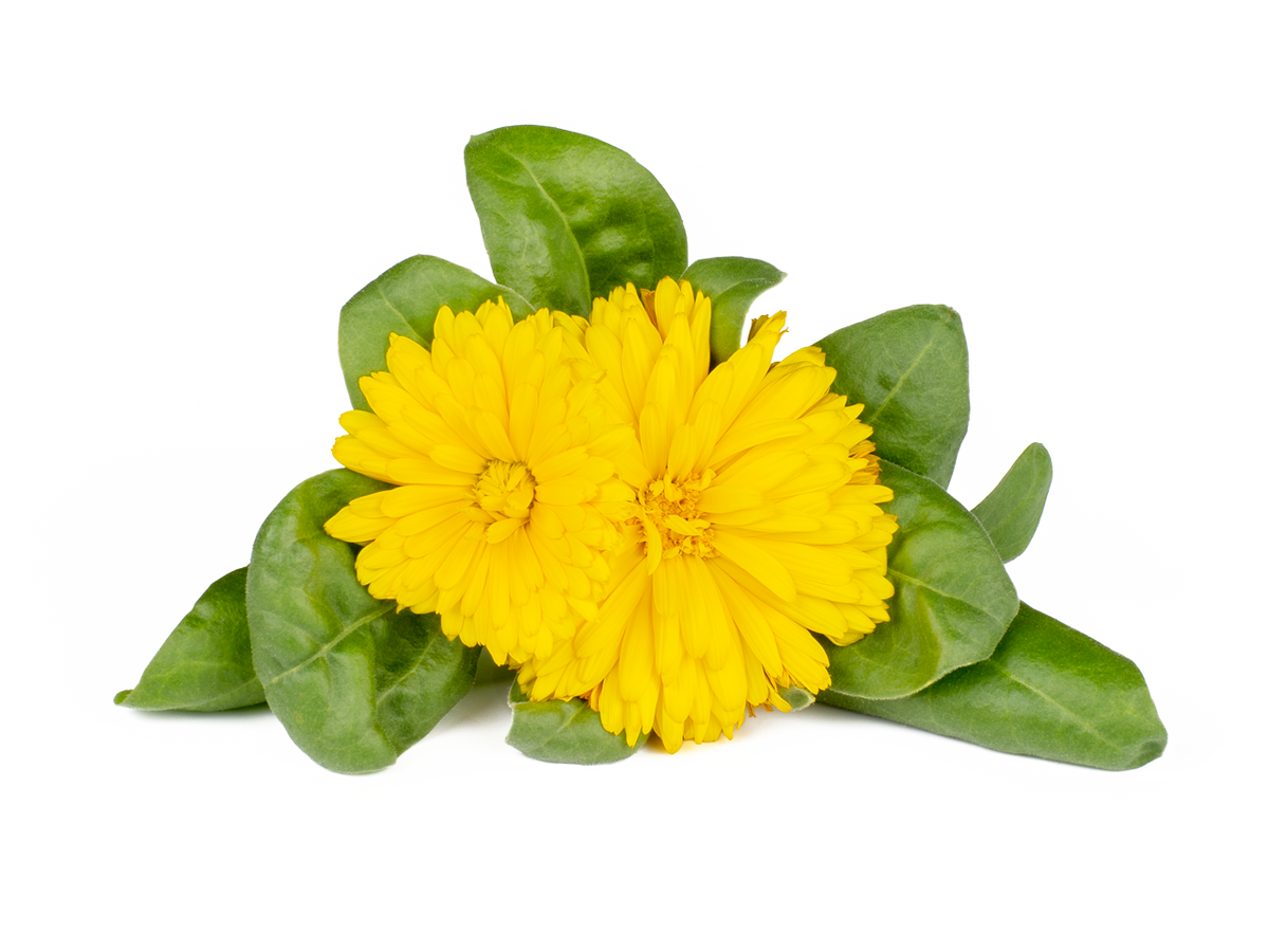 Calendula Plant Pods Click& Grow Click & Grow UK