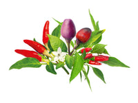 Chili Pepper Mix 9-pack / Chili Pepper Mix 9-pack