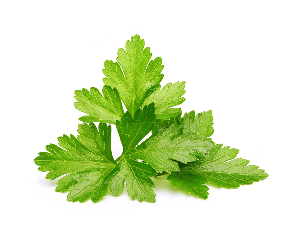 Cilantro (Coriander) Plant Pods / Cilantro (Coriander) Plant Pods
