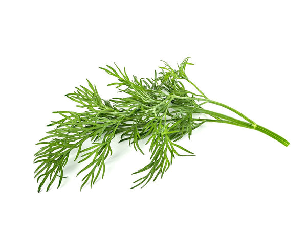Dill Plant Pods