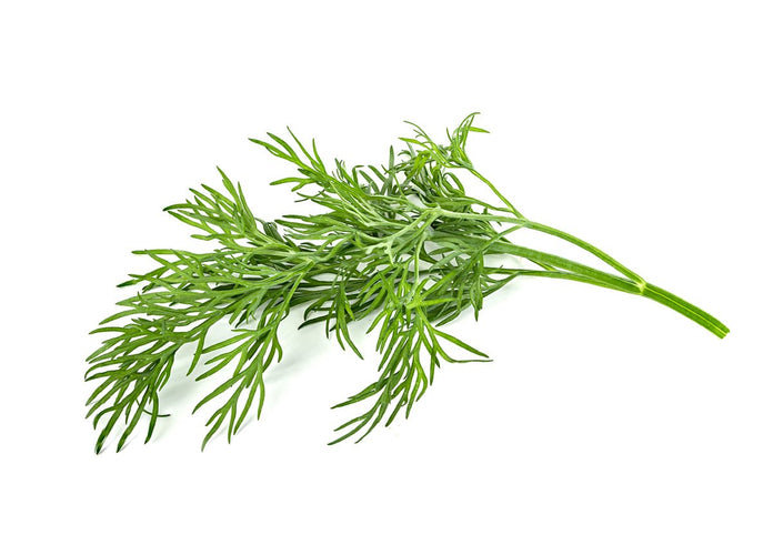 Dill Plant Pods