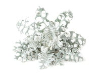 Dusty Miller Plant Pods / Dusty Miller Plant Pods