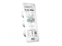 Dusty Miller Plant Pods / Dusty Miller Plant Pods