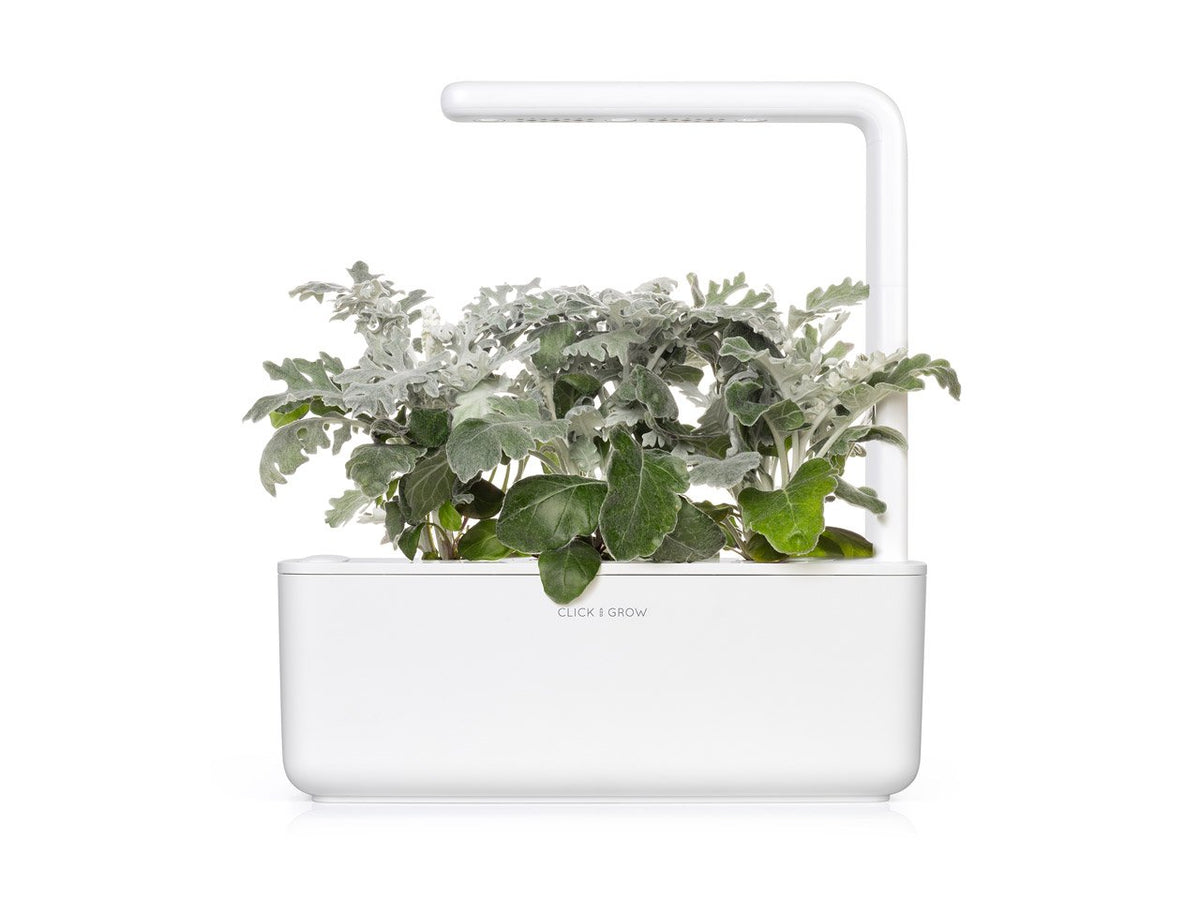 Dusty Miller Plant Pods / Dusty Miller Plant Pods