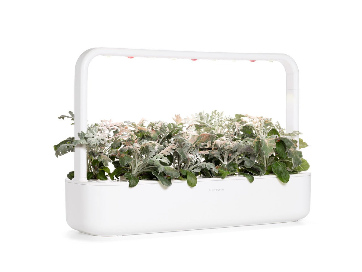 Dusty Miller Plant Pods / Dusty Miller Plant Pods