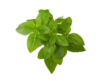Dwarf Basil Plant Pods / Dwarf Basil Plant Pods