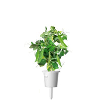 Dwarf Pea Plant Pods / Dwarf Pea Plant Pods