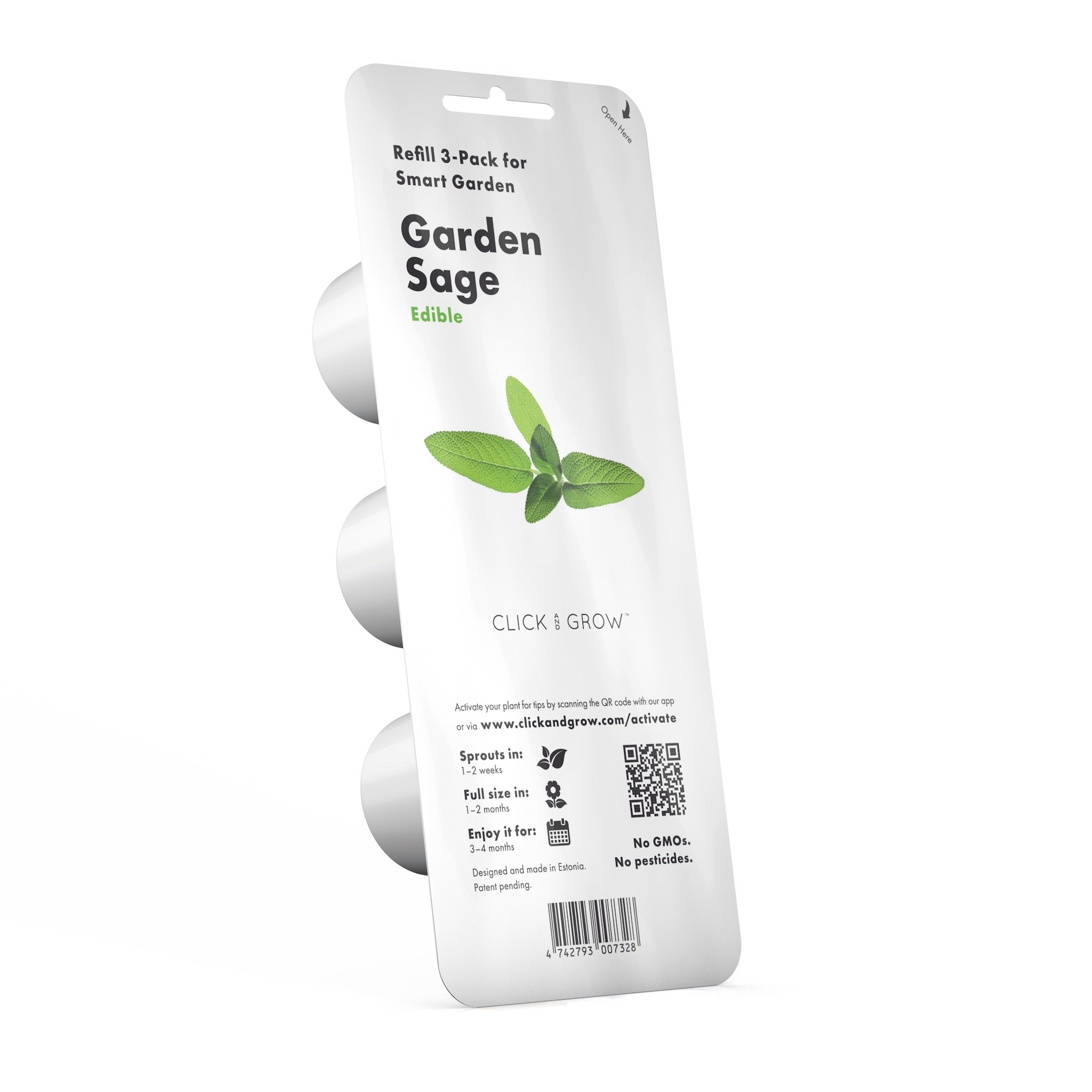 Garden Sage Plant Pods Click Grow UK