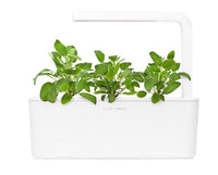 Garden Sage Refill / Garden Sage Refill