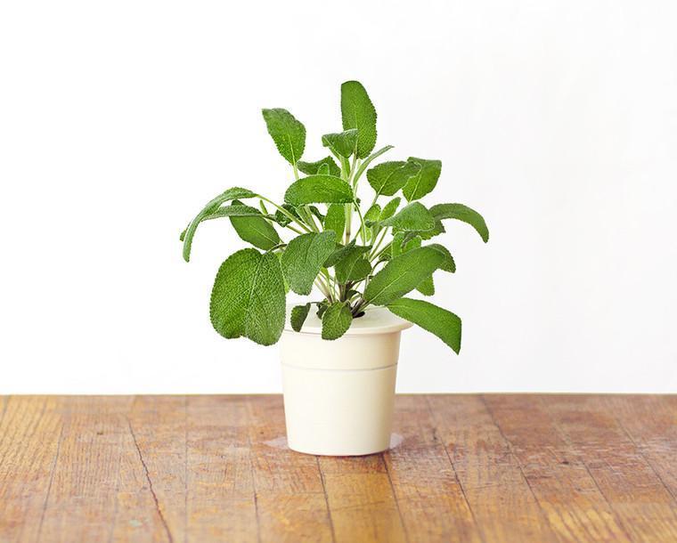 Garden Sage Refill / Garden Sage Refill