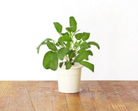 Garden Sage Refill / Garden Sage Refill