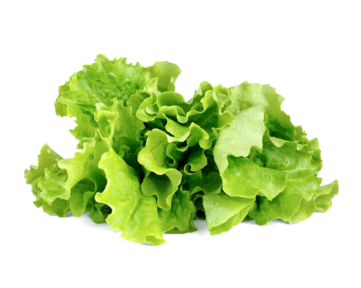 Green Lettuce Plant Pods / Green Lettuce Plant Pods