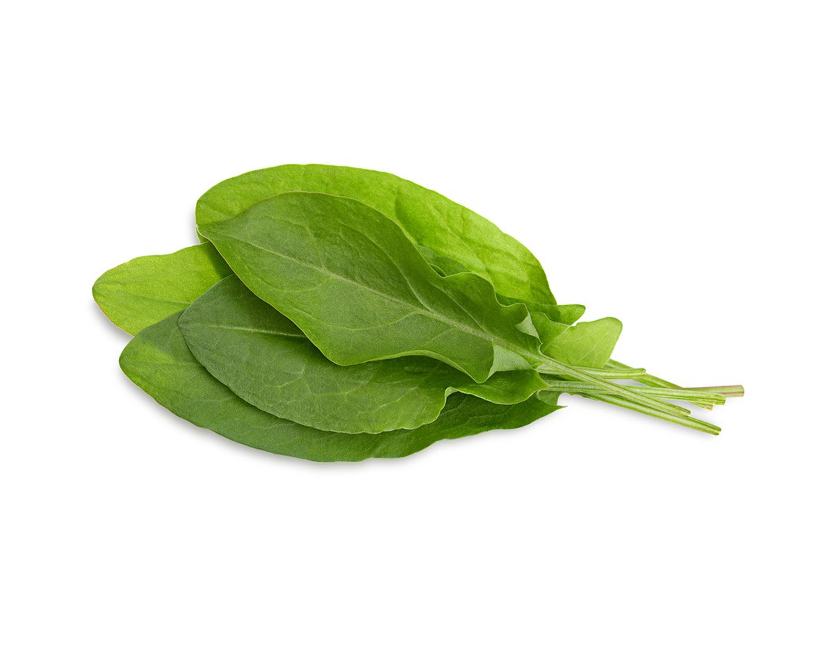 Green Sorrel Plant Pods / Green Sorrel Plant Pods