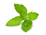 Holy Basil Plant Pods 3-pack