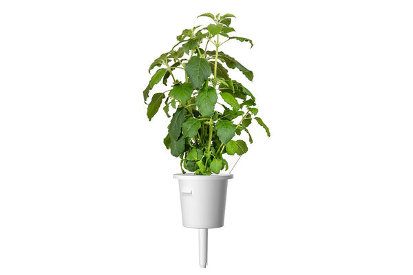 Holy Basil Tulsi Plant Pods for Click Grow Indoor Herb Gardens