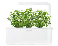 Hyssop Refill / Hyssop Refill