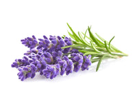 Lavender Plant Pods / Lavender Plant Pods