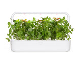Lemon Basil Plant Pods 3-pack