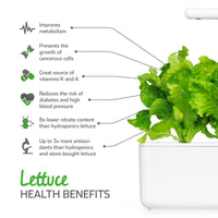 Green Lettuce Plant Pods / Green Lettuce Plant Pods