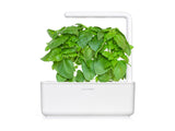Marseille Basil Plant Pods 3-pack