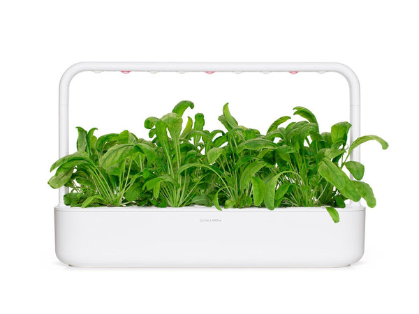 Mibuna Plant Pods Click Grow Click Grow UK