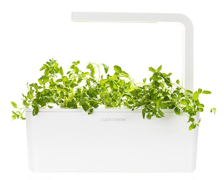 Oregano Refill / Oregano Refill