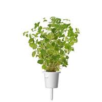 Oregano Plant Pods / Oregano Plant Pods