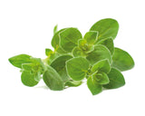 Oregano Plant Pods 3-pack