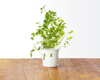 Oregano Refill / Oregano Refill