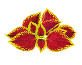 Painted Nettle Plant Pods 3-pack