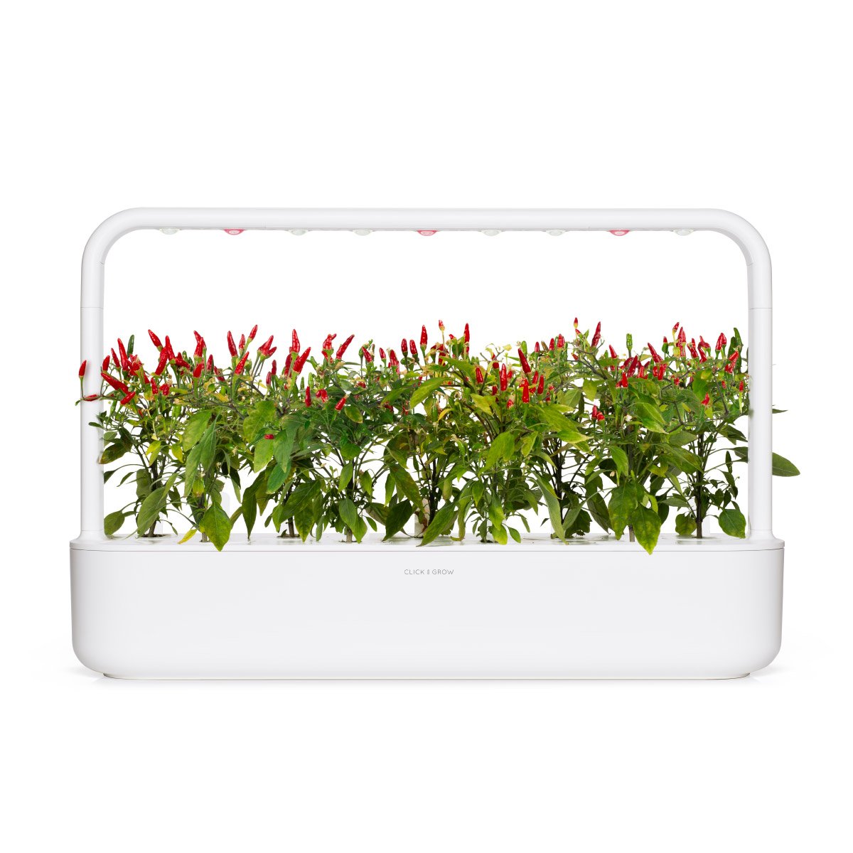 Piri Piri Chili Pepper Plant Pods / Piri Piri Chili Pepper grow chili pepper at home Click & Grow indoor garden