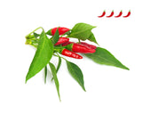 Piri Piri Chili Pepper Plant Pods 3-pack