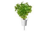 Plain Parsley Plant Pods 3-pack