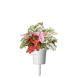 Polka Dot Flower Plant Pods 3-pack