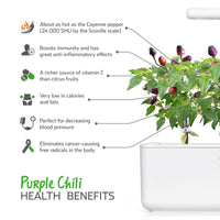 Purple Chili Pepper Plant Pods / Purple Chili Pepper Plant Pods