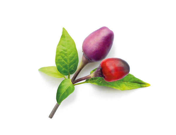 Purple Chili Pepper Plant Pods