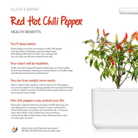 Red Hot Chili Pepper Plant Pods / Red Hot Chili Pepper Plant Pods