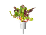 Rainbow Chard Plant Pods 3-pack